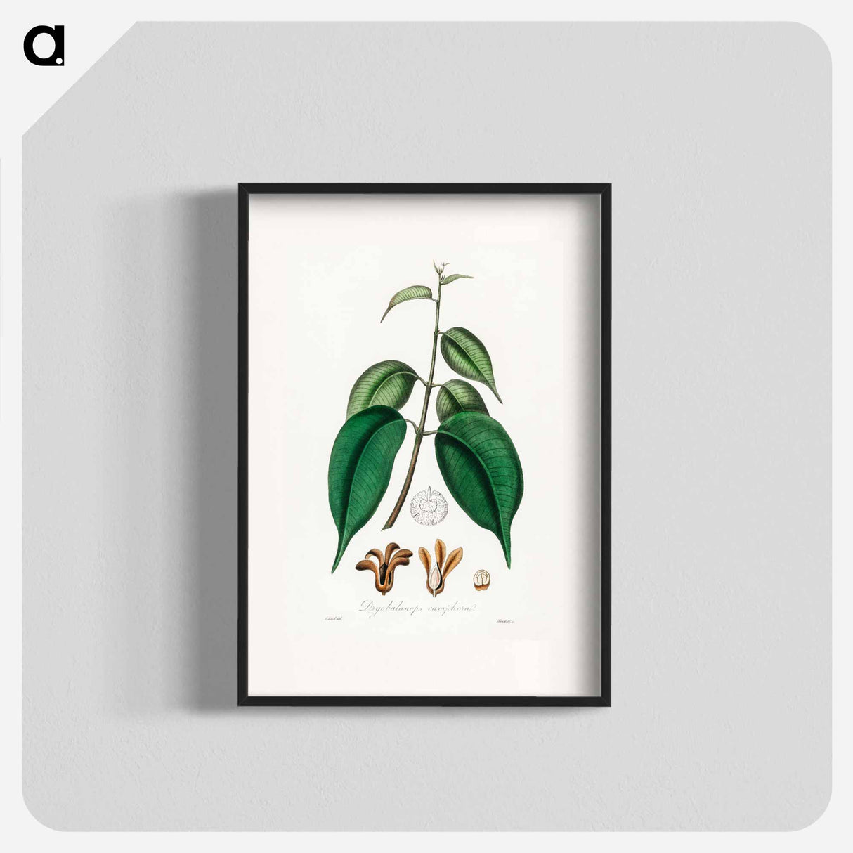 アートポスター-Borneo Camphor Illustration
- 薬用植物学 Poster.