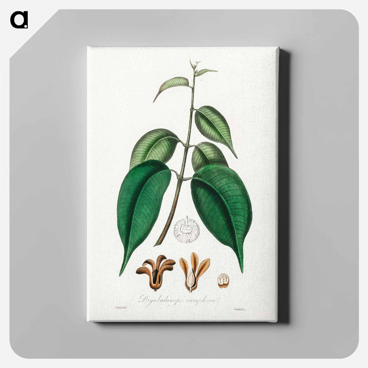 アートパネル-Borneo Camphor Illustration
- 薬用植物学 Canvas.