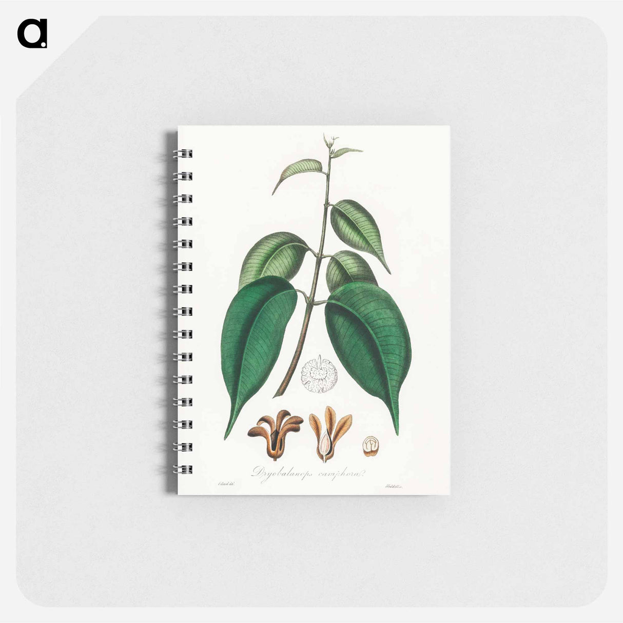 アートメモ帳-Borneo Camphor Illustration
- 薬用植物学 Memo.