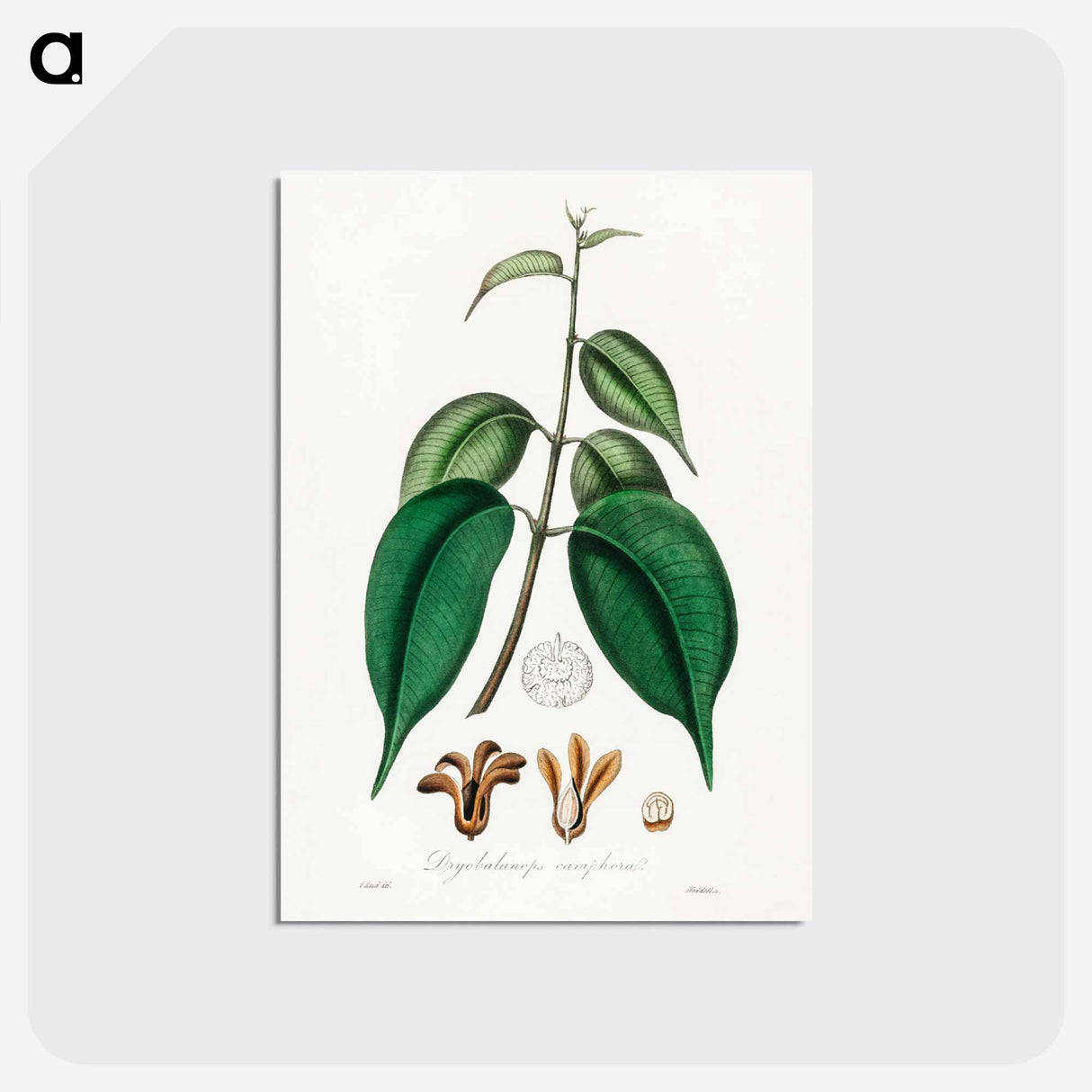 アートポストカード-Borneo Camphor Illustration
- 薬用植物学 Postcard.