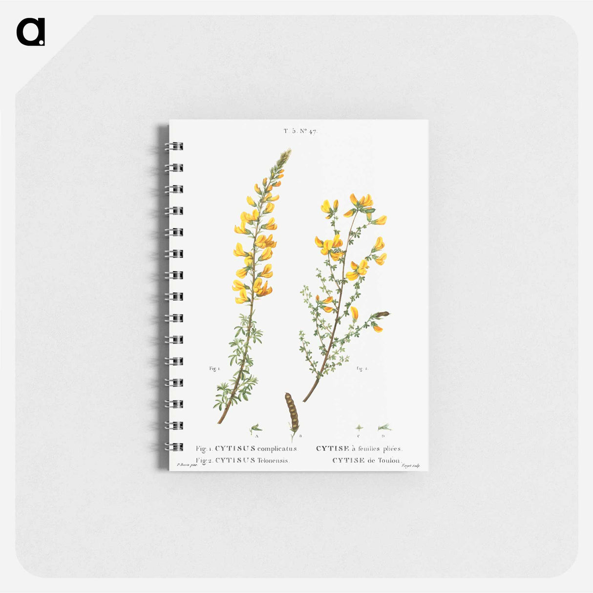 Cytisus complicatus and cytisus telonensis - ピエール ジョゼフ ルドゥーテ Memo.