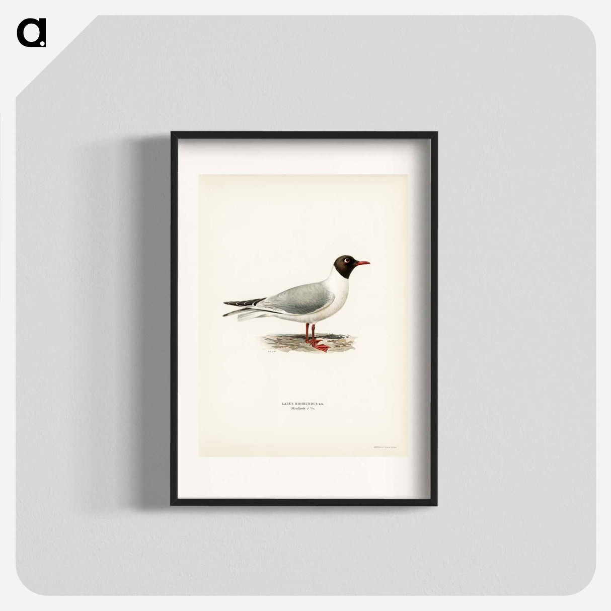 アートポスター-Black-Headed Gull
- スヴェンスカ フォグラル Poster.