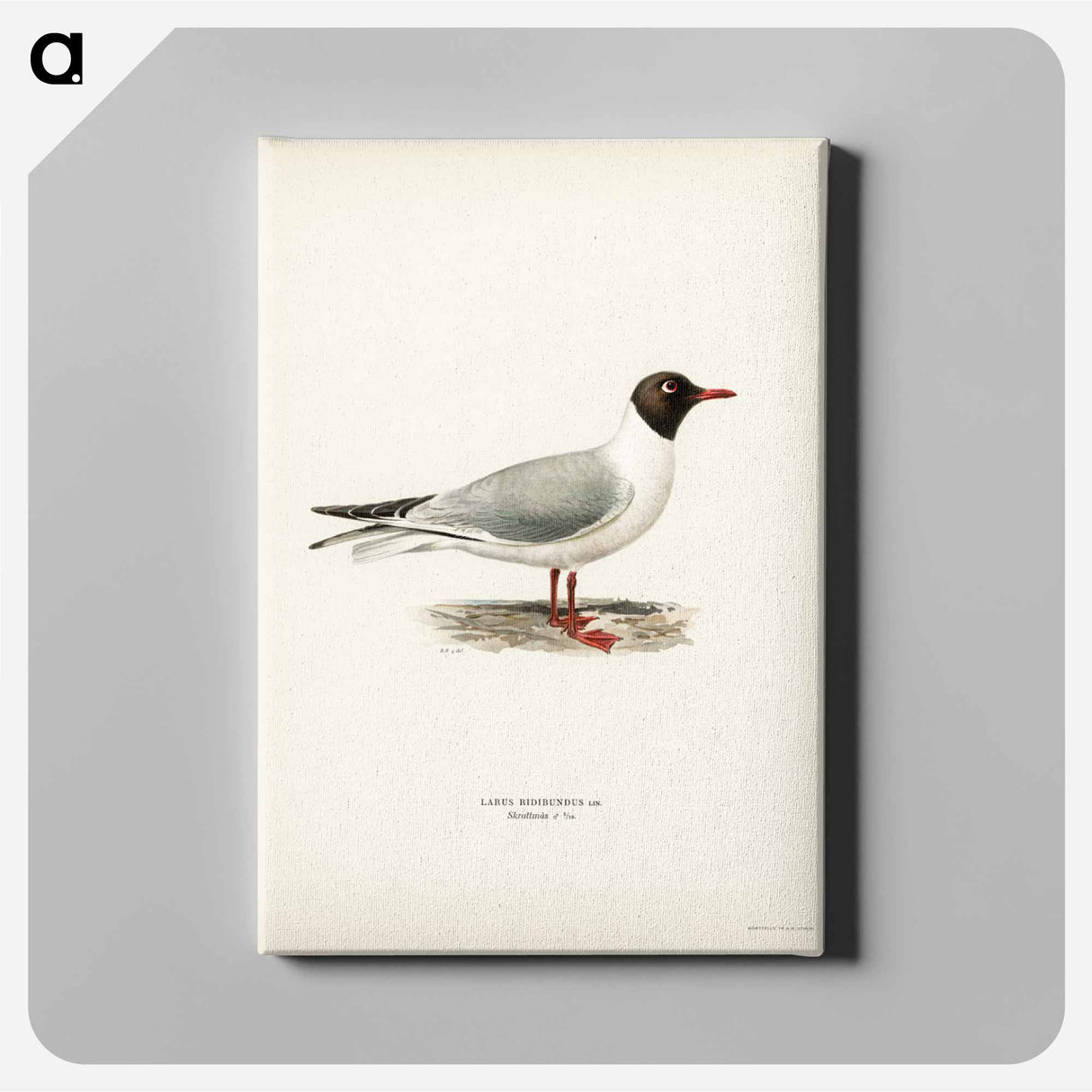 アートパネル-Black-Headed Gull
- スヴェンスカ フォグラル Canvas.