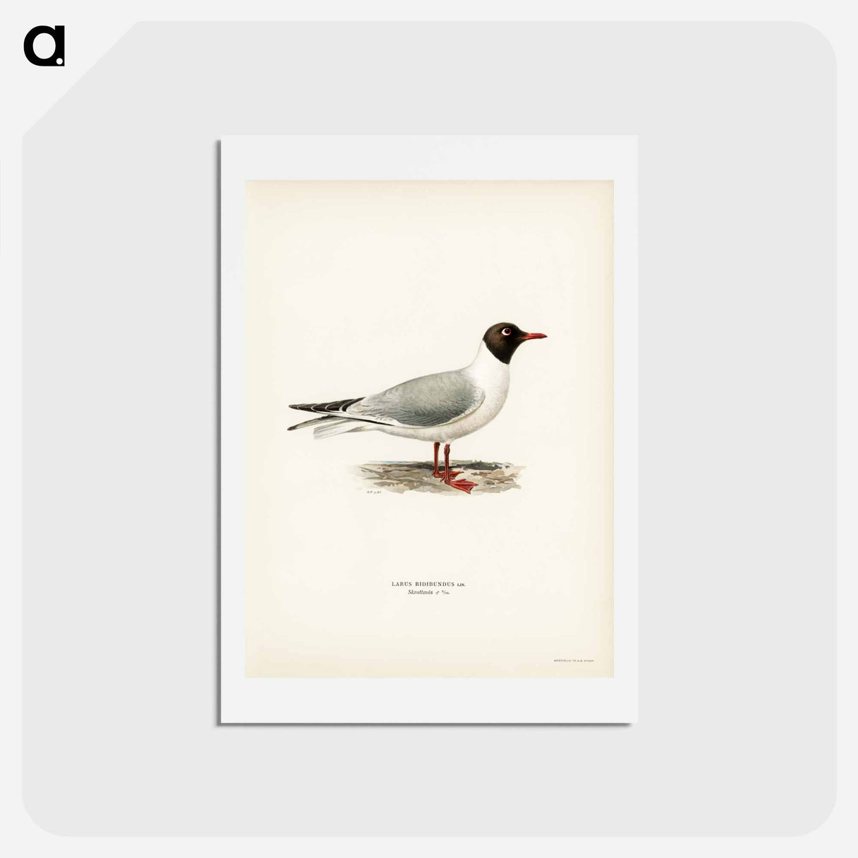 アートポストカード-Black-Headed Gull
- スヴェンスカ フォグラル Postcard.