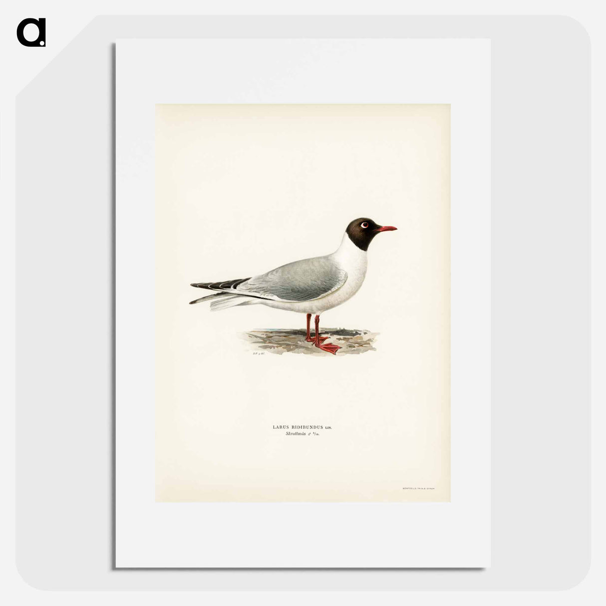 アートポスター-Black-Headed Gull
- スヴェンスカ フォグラル Poster.
