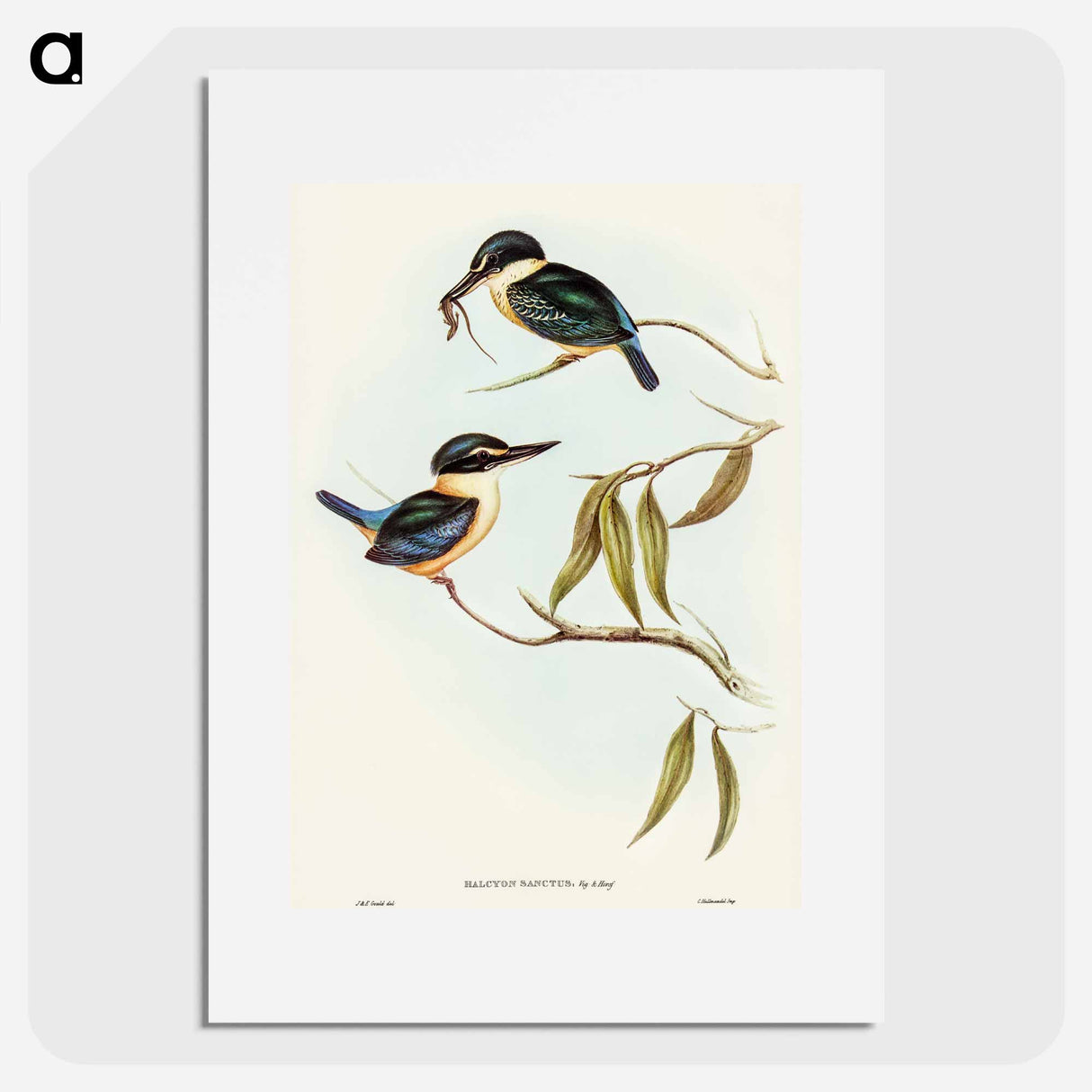 Sacred Halcyon
- オーストラリアの鳥 Poster.