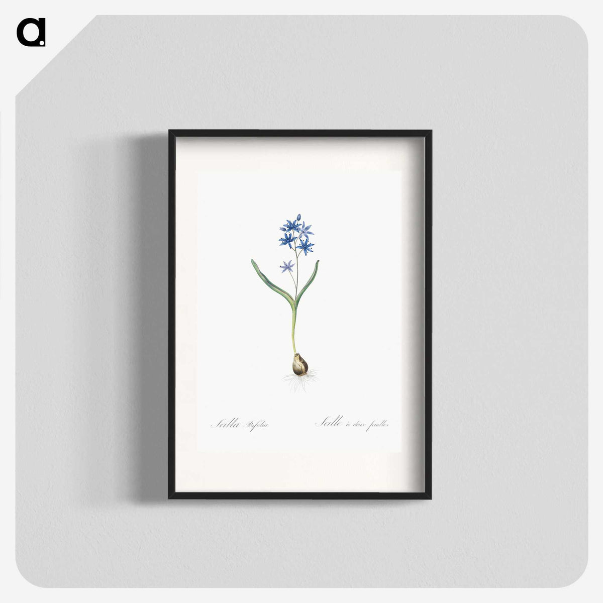 2-58_The-Lilies_blk