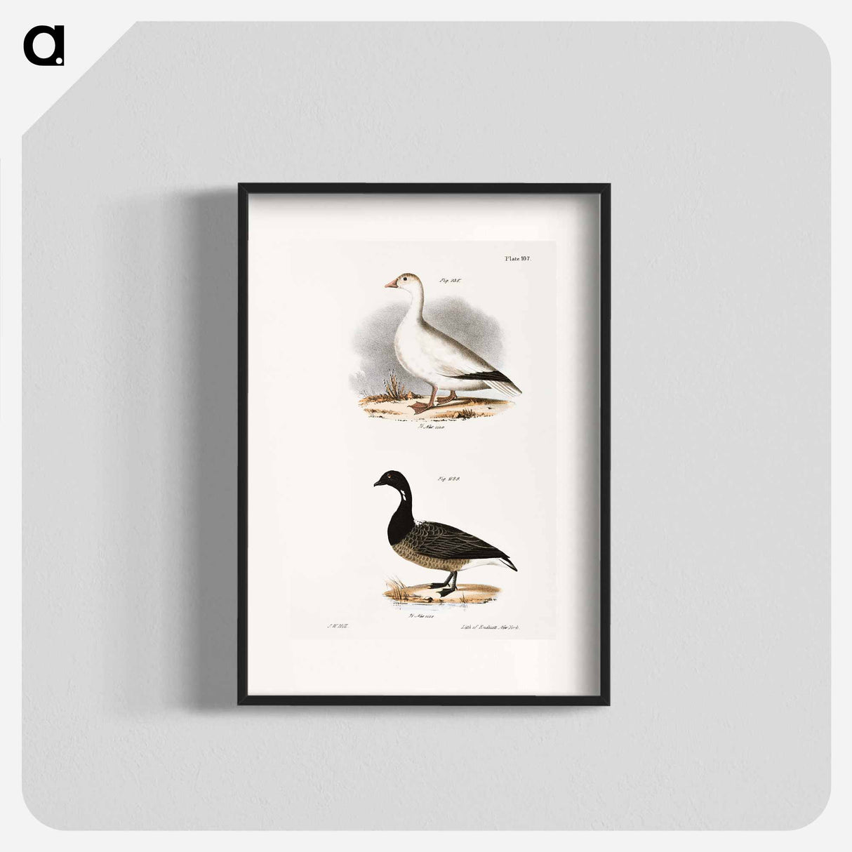 Snow Goose (Anser hyperboreus) 239. Brant (Anser bernicla) illustration from Zoology of New York by James Ellsworth De Kay - ニューヨークの動物学 Poster.