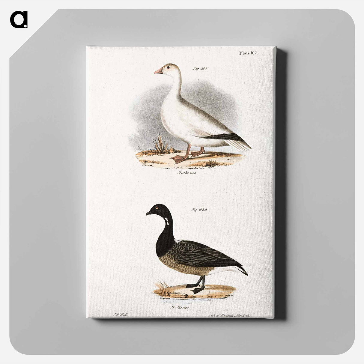 Snow Goose (Anser hyperboreus) 239. Brant (Anser bernicla) illustration from Zoology of New York by James Ellsworth De Kay - ニューヨークの動物学 Canvas.