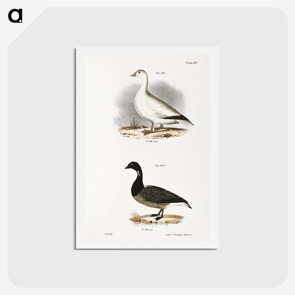 2-58_Zoology-of-New-York_hagaki