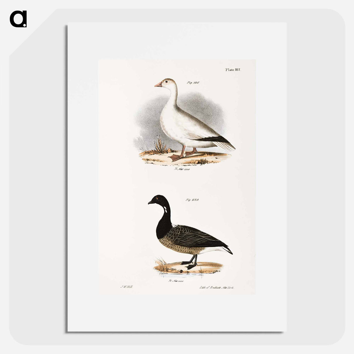 Snow Goose (Anser hyperboreus) 239. Brant (Anser bernicla) illustration from Zoology of New York by James Ellsworth De Kay - ニューヨークの動物学 Poster.