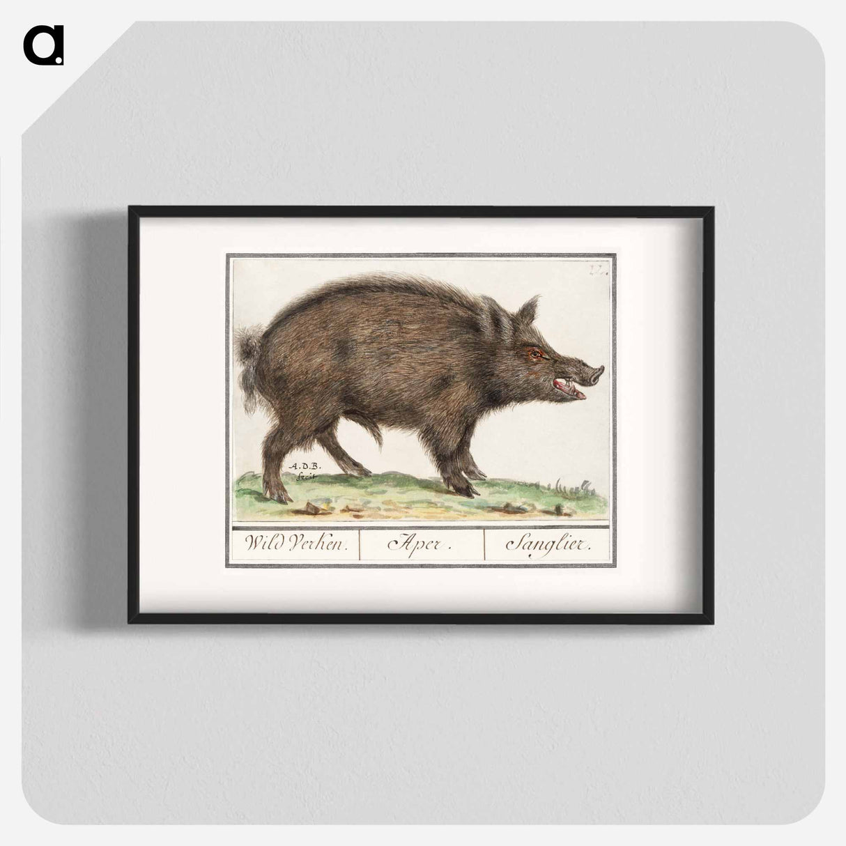 Wild boar - アンセルムス ボエティウス デ ブート Poster.