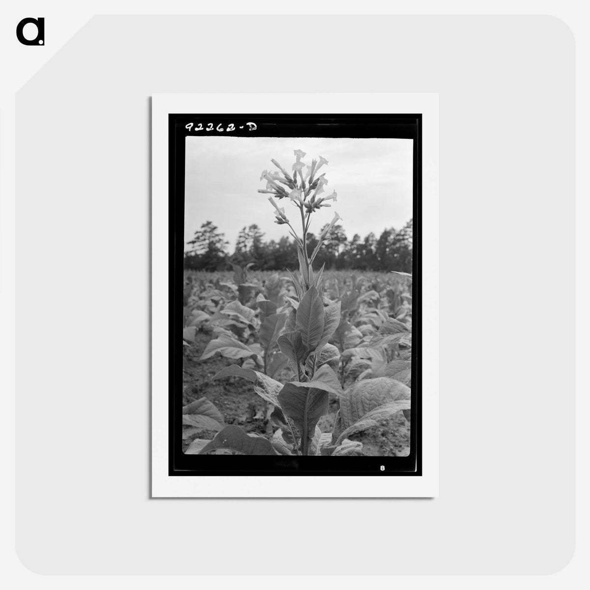 2-59_Dorothea-Lange_hagaki