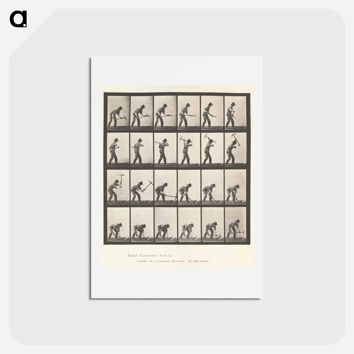 アートポストカード-Animal Locomotion
- エドワード マイブリッジ Postcard.