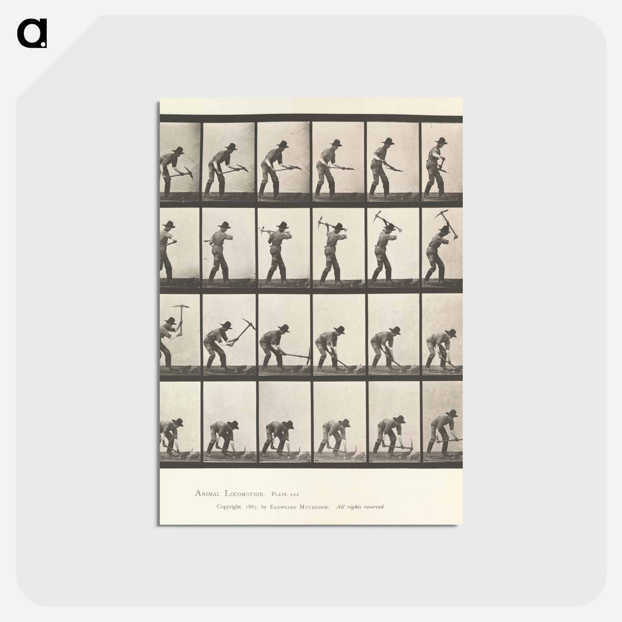 アートポストカード-Animal Locomotion
- エドワード マイブリッジ Postcard.