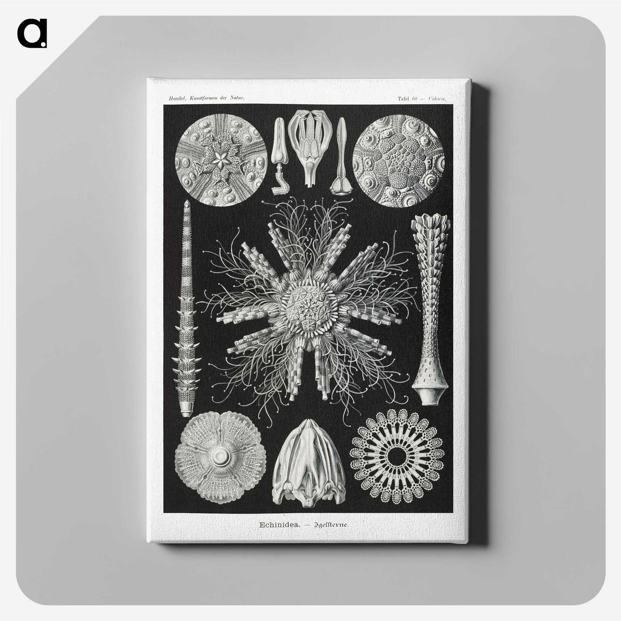 2-59_Ernst-Haeckel_canvas