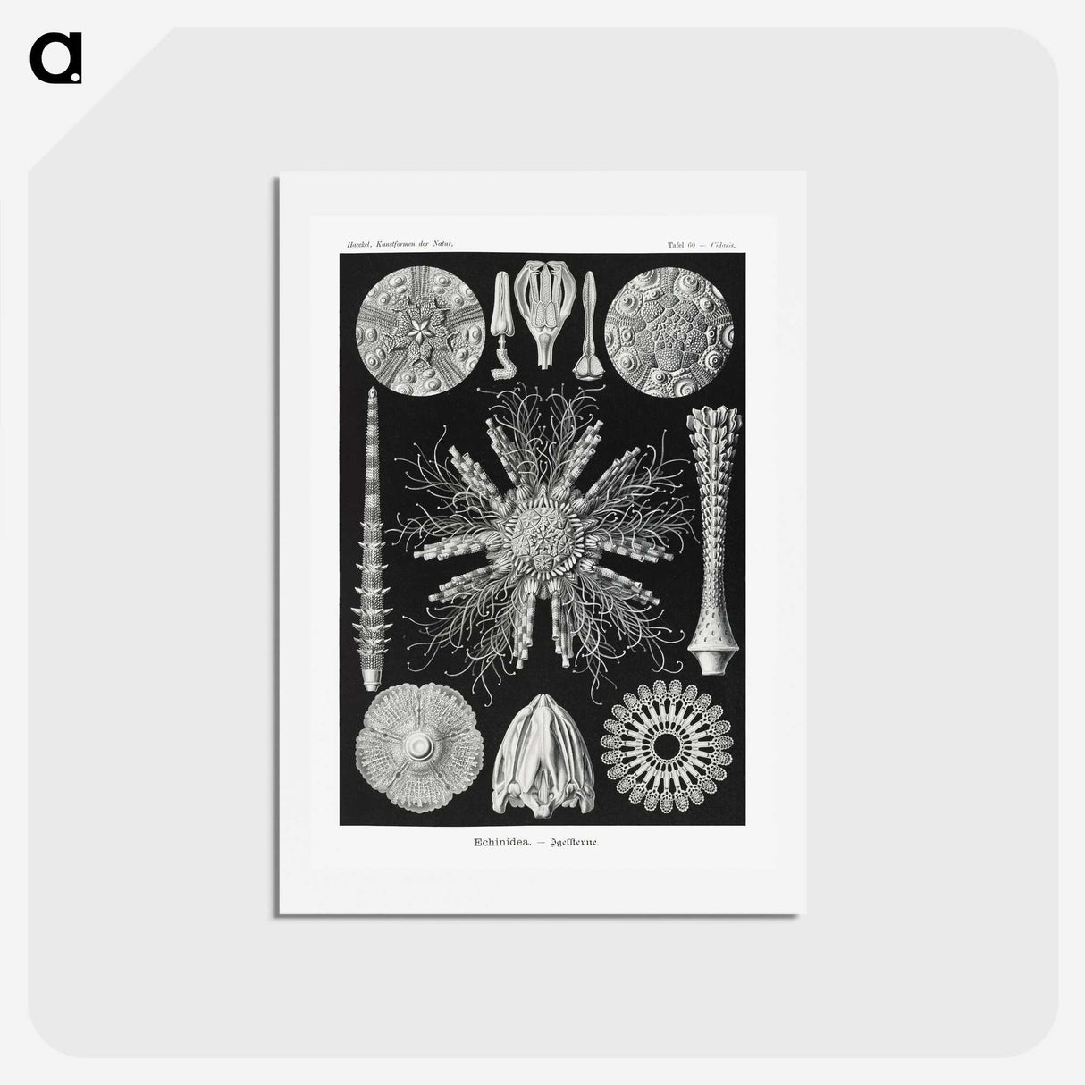 2-59_Ernst-Haeckel_hagaki