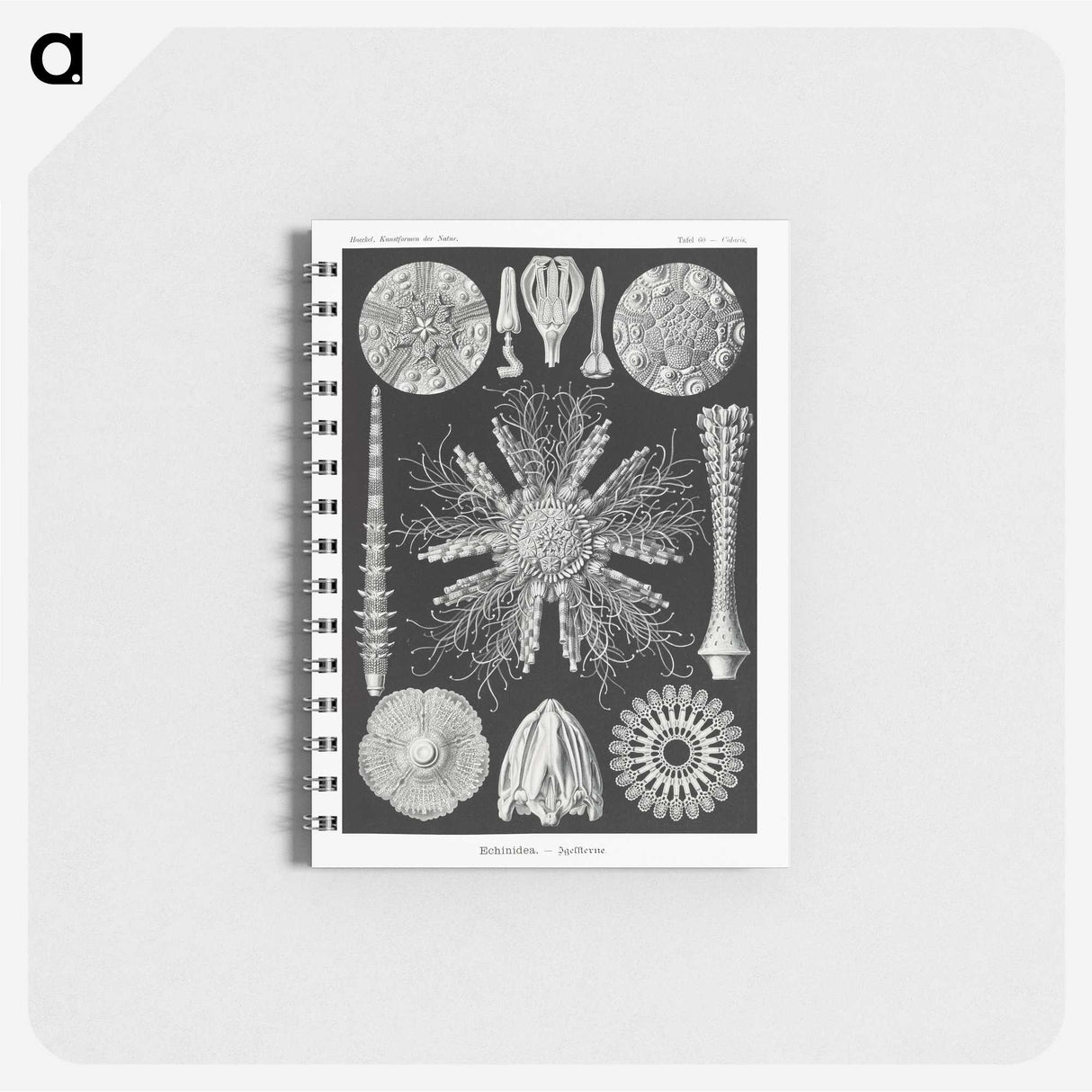 2-59_Ernst-Haeckel_memo