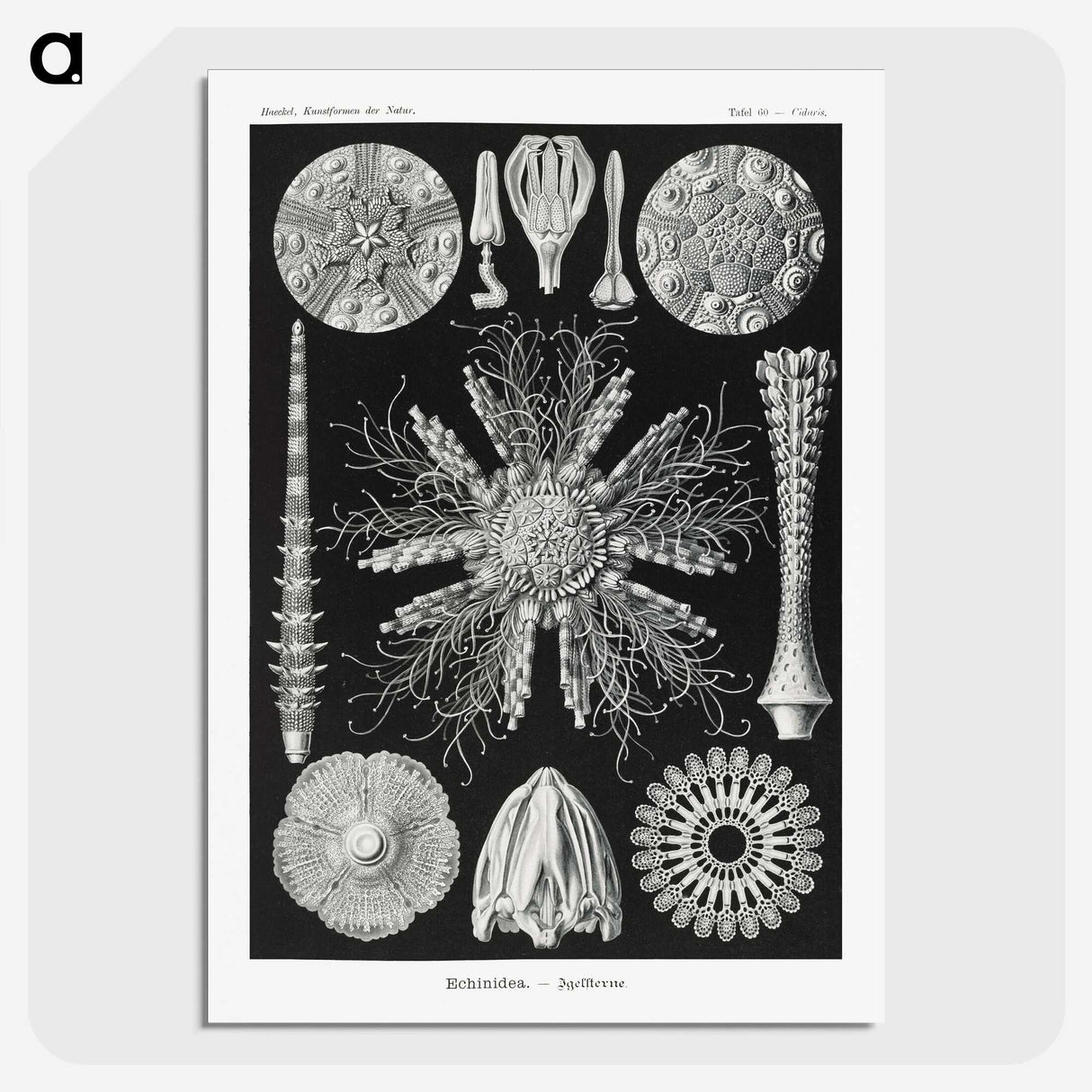 2-59_Ernst-Haeckel_picture-crop