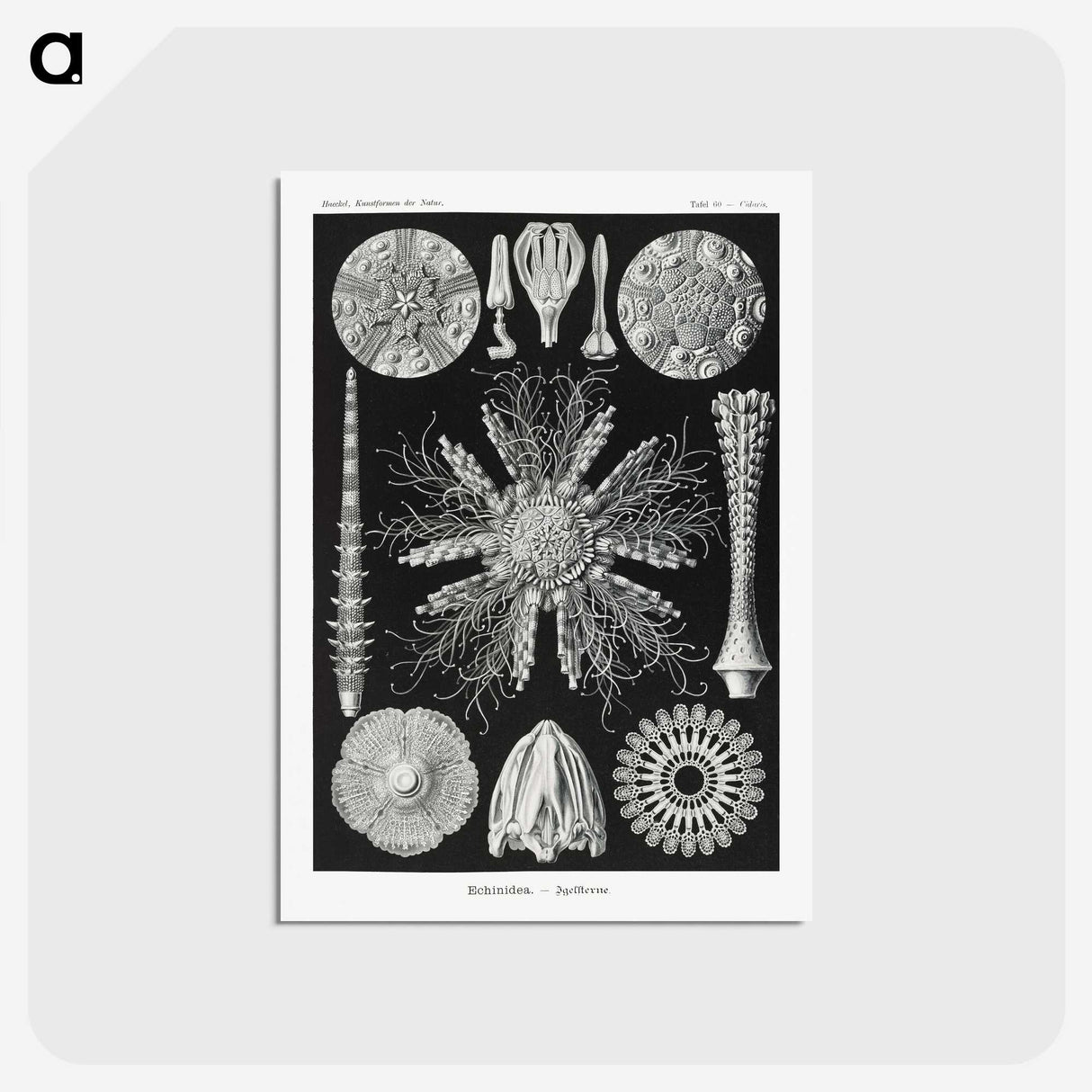2-59_Ernst-Haeckel_postcard