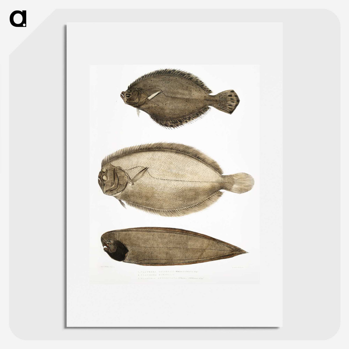 2-59_Indian-Zoology_picture