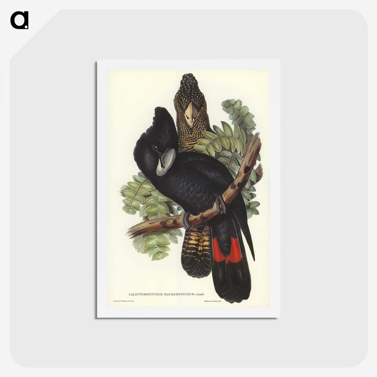 2-59_John-Gould_hagaki