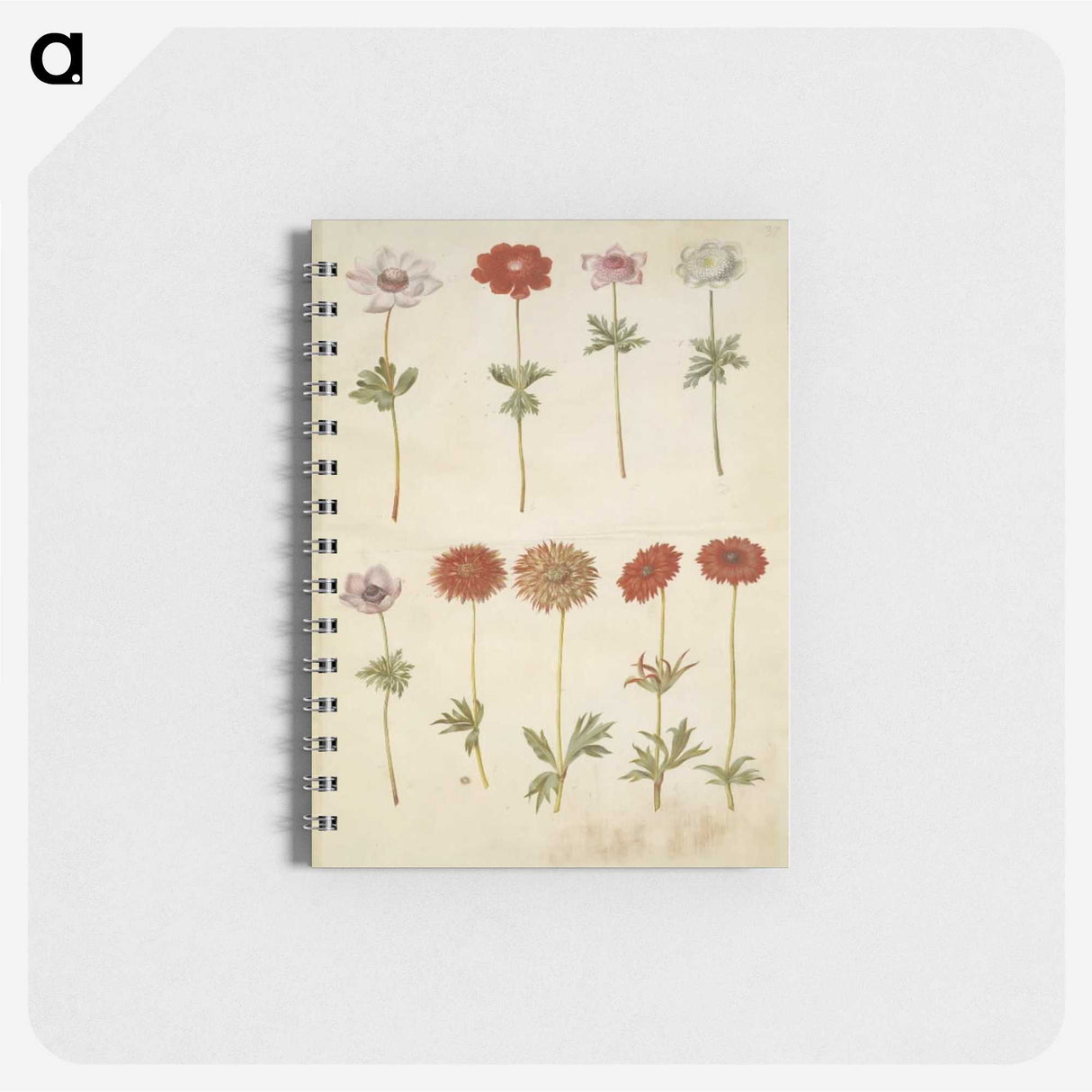 2-59_Maria-Sibylla-Merian_memo
