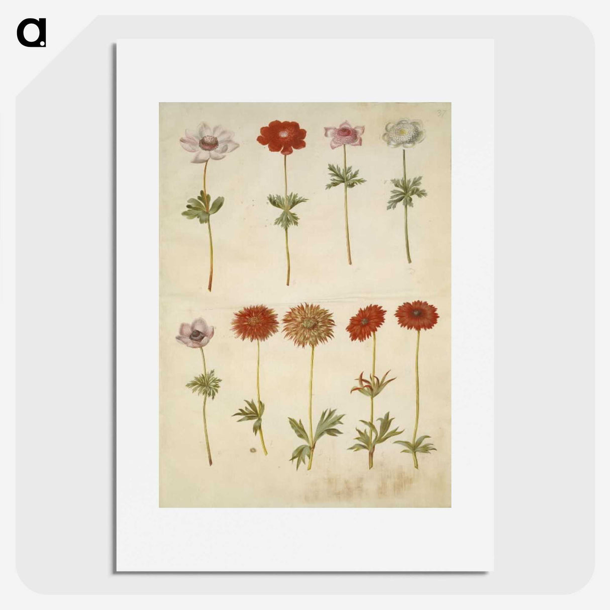 2-59_Maria-Sibylla-Merian_picture