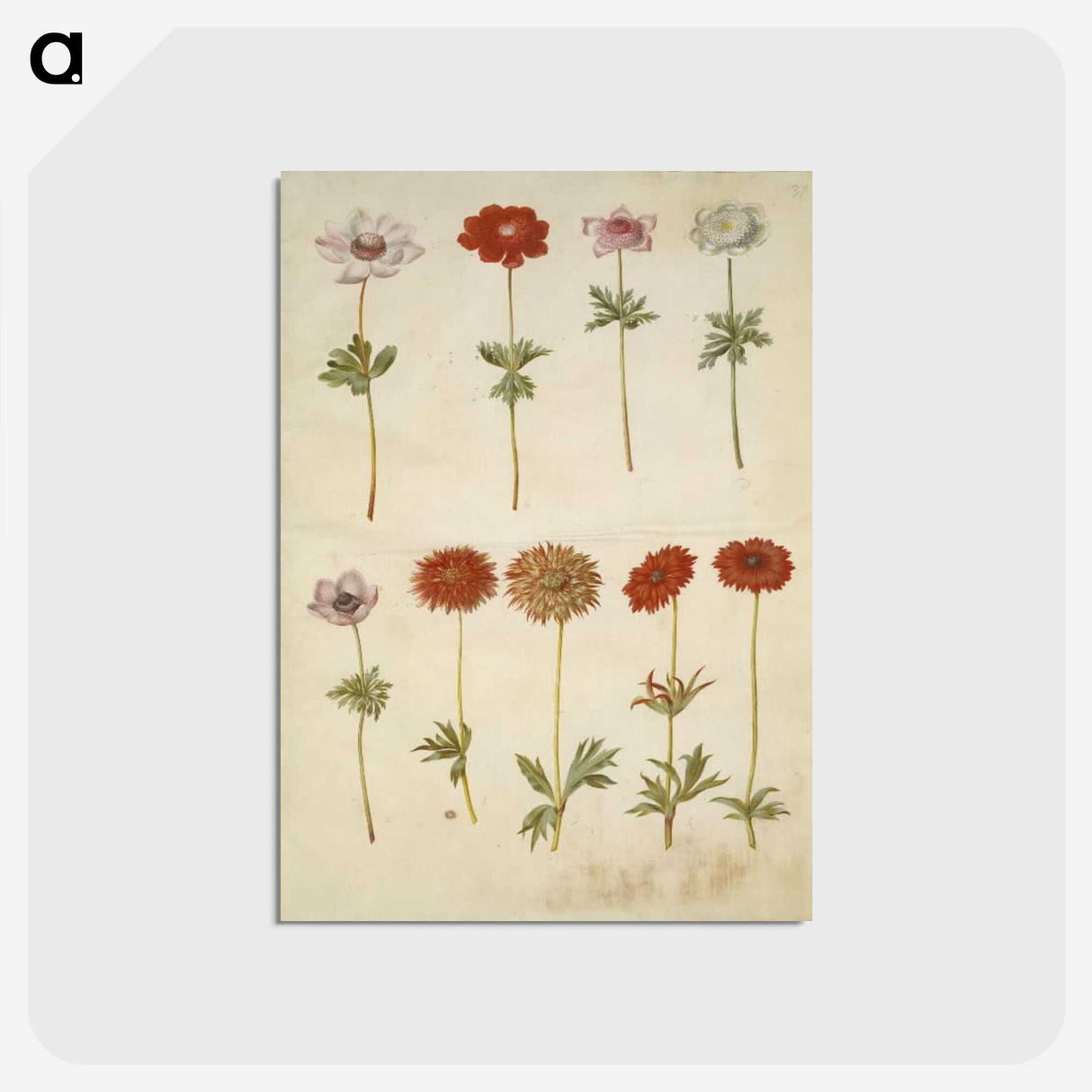 2-59_Maria-Sibylla-Merian_postcard