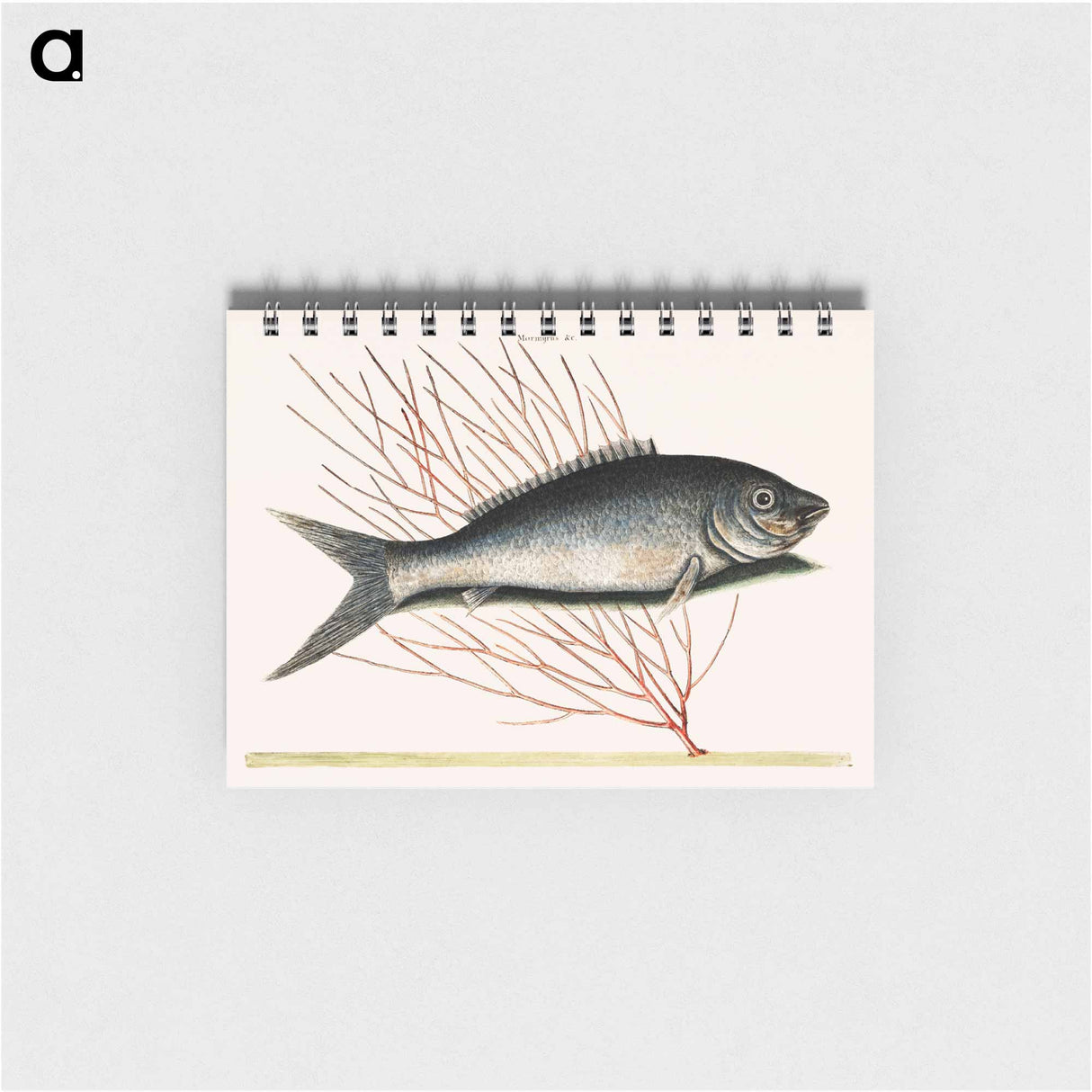 アートメモ帳-Bone-Fish
- マーク ケイツビー Memo.