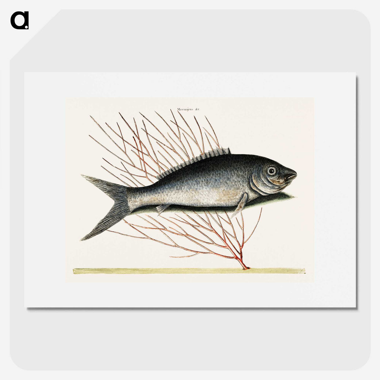 2-59_Mark-Catesby_picture