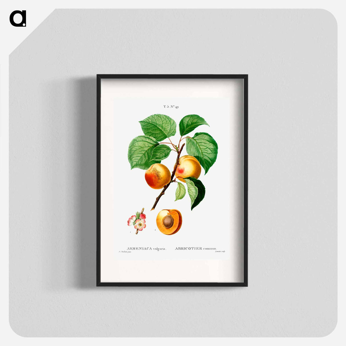 Apricon (Armeniaca vulgaris) - Pierre Joseph Redouté Poster.