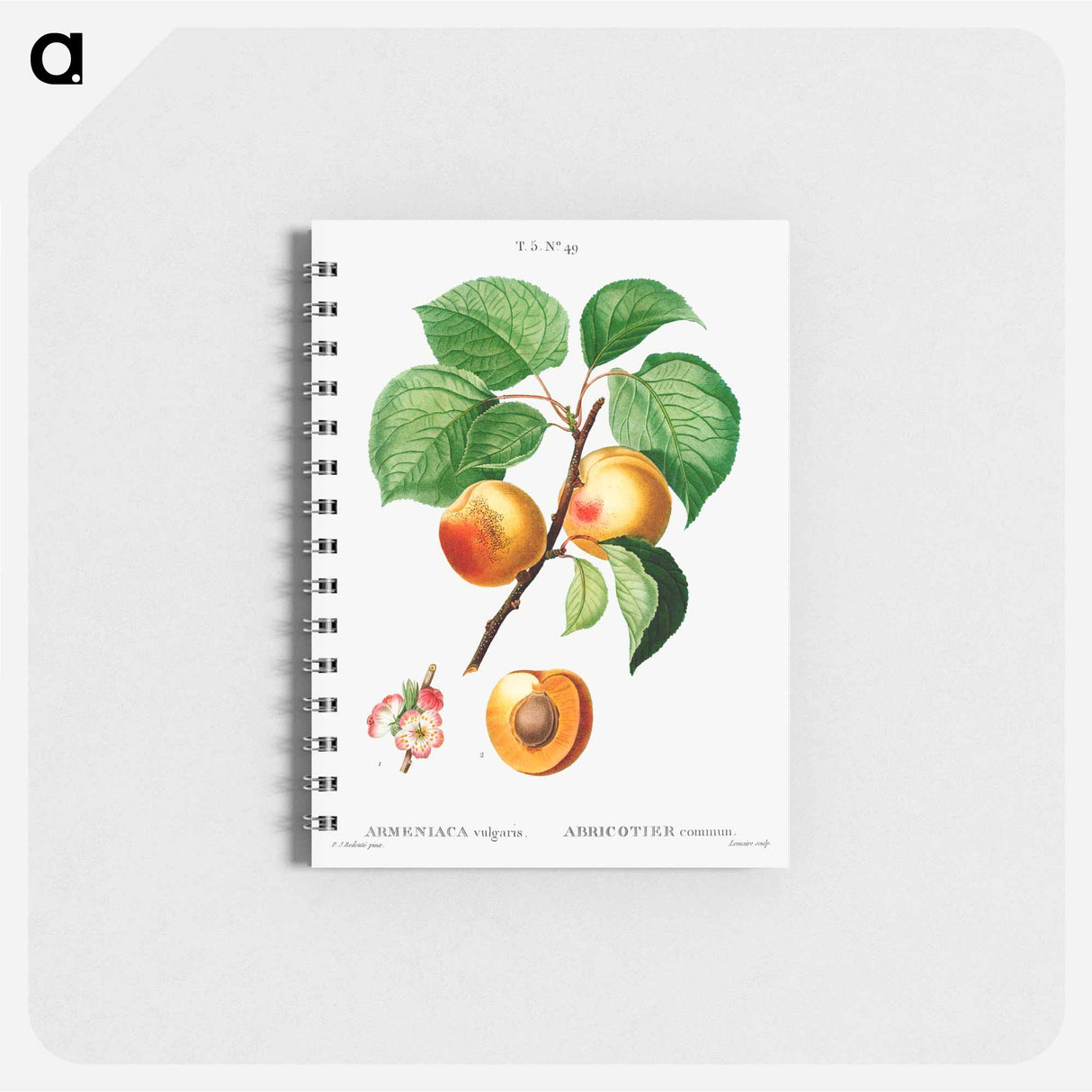 Apricon (Armeniaca vulgaris) - ピエール ジョゼフ ルドゥーテ Memo.