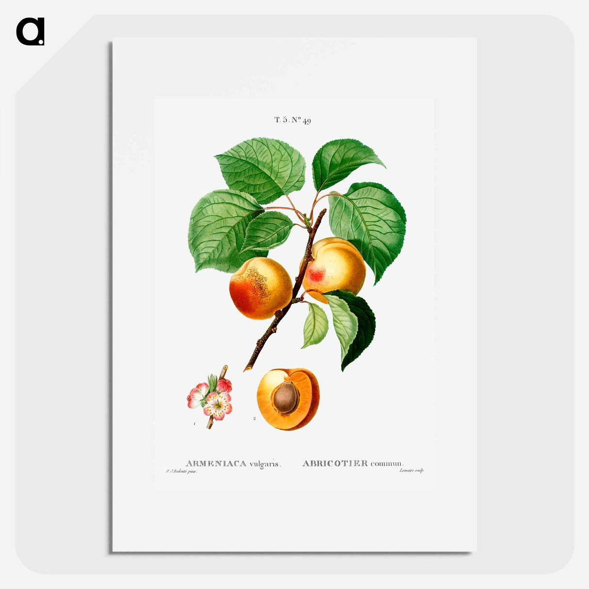 Apricon (Armeniaca vulgaris) - Pierre Joseph Redouté Poster.