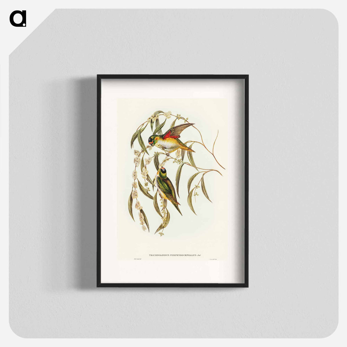 アートポスター-Porphyry-crowned Lorikeet
- オーストラリアの鳥 Poster.