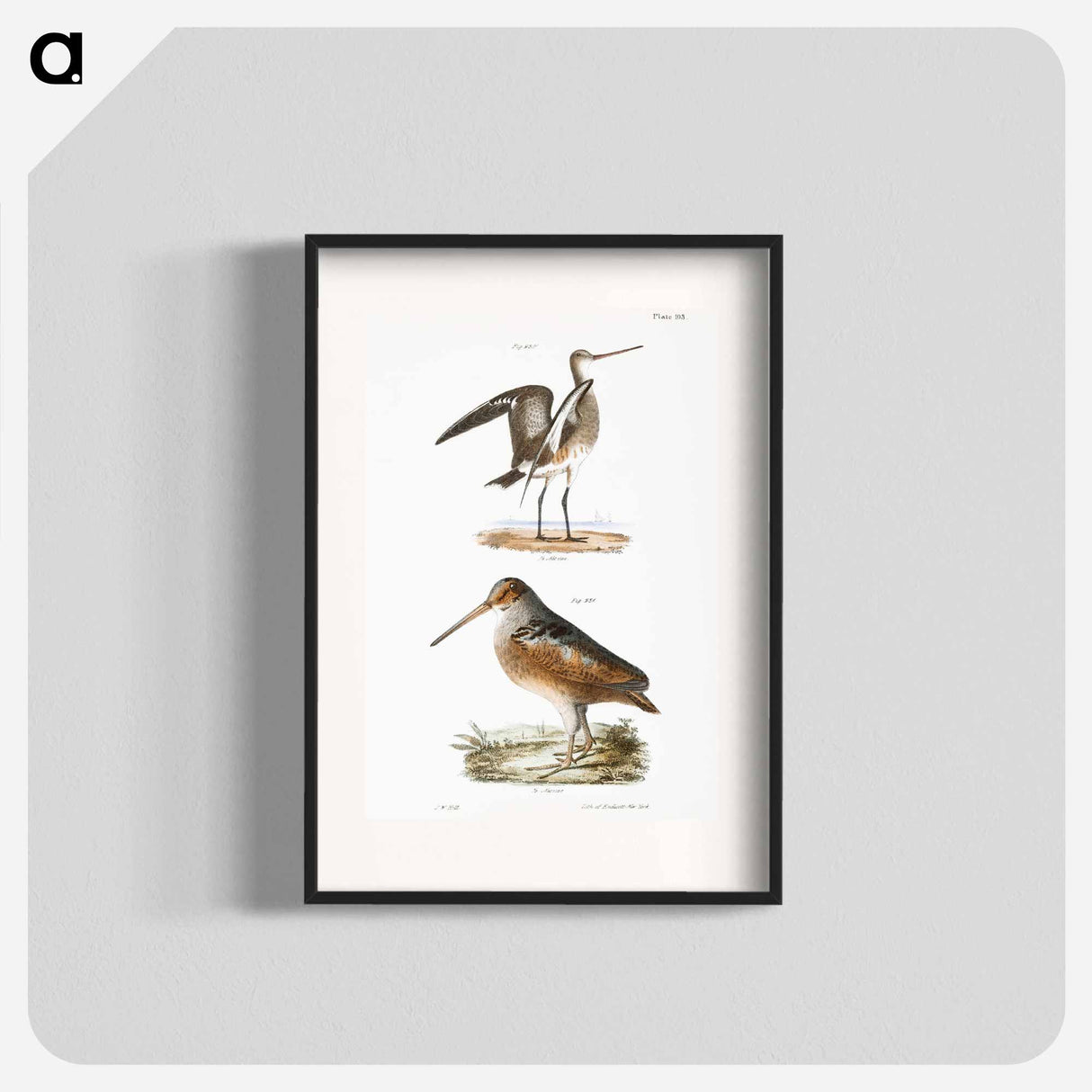 Ring-tailed Marlin (Limosa hudsonica) - ニューヨークの動物学 Poster.