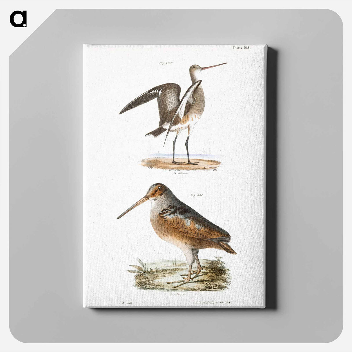 Ring-tailed Marlin (Limosa hudsonica) - ニューヨークの動物学 Canvas.