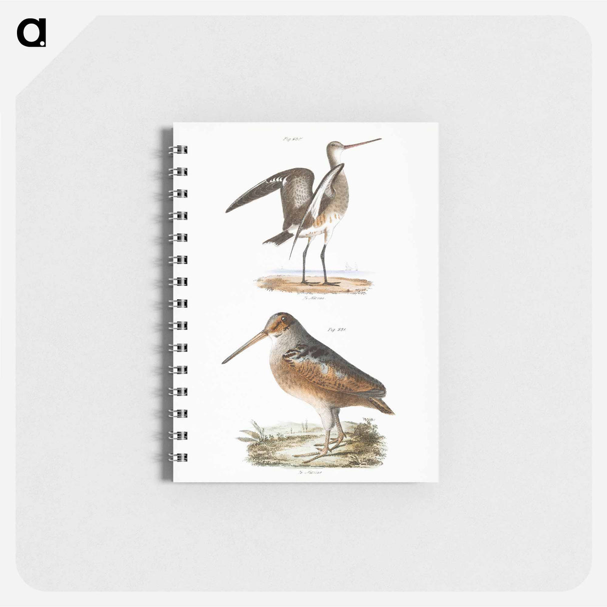 Ring-tailed Marlin (Limosa hudsonica) - ニューヨークの動物学 Memo.