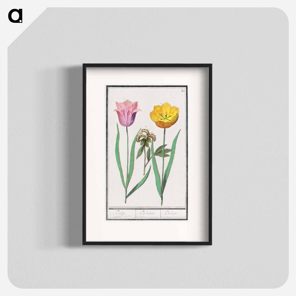Tulip - アンセルムス ボエティウス デ ブート Poster.
