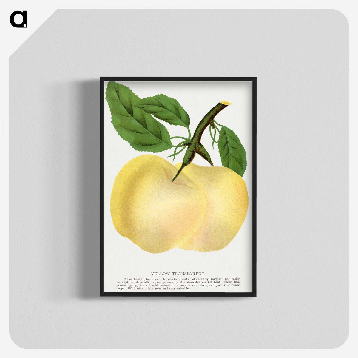 2-5_Botanical-Specimen-Plates_blk-crop