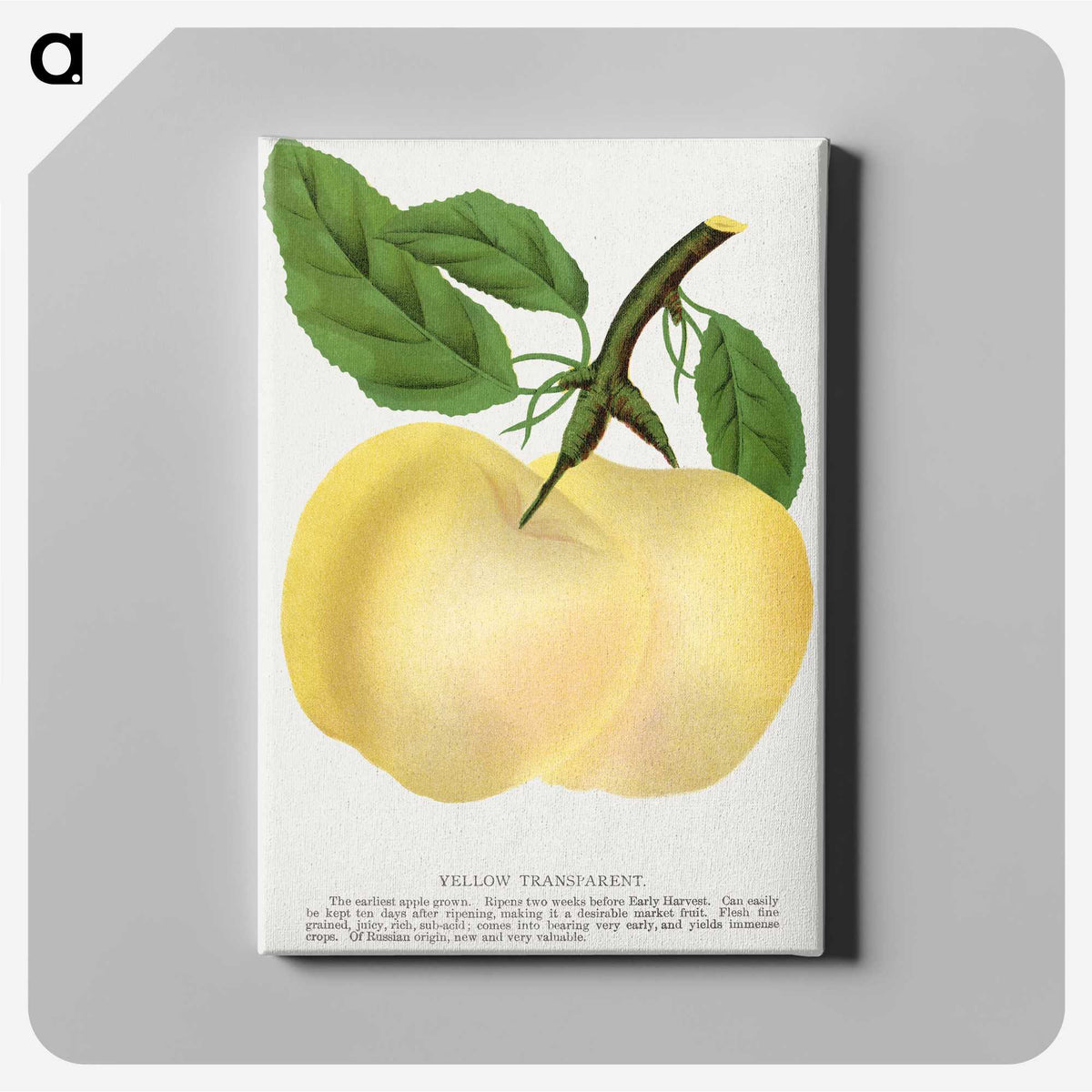 2-5_Botanical-Specimen-Plates_canvas