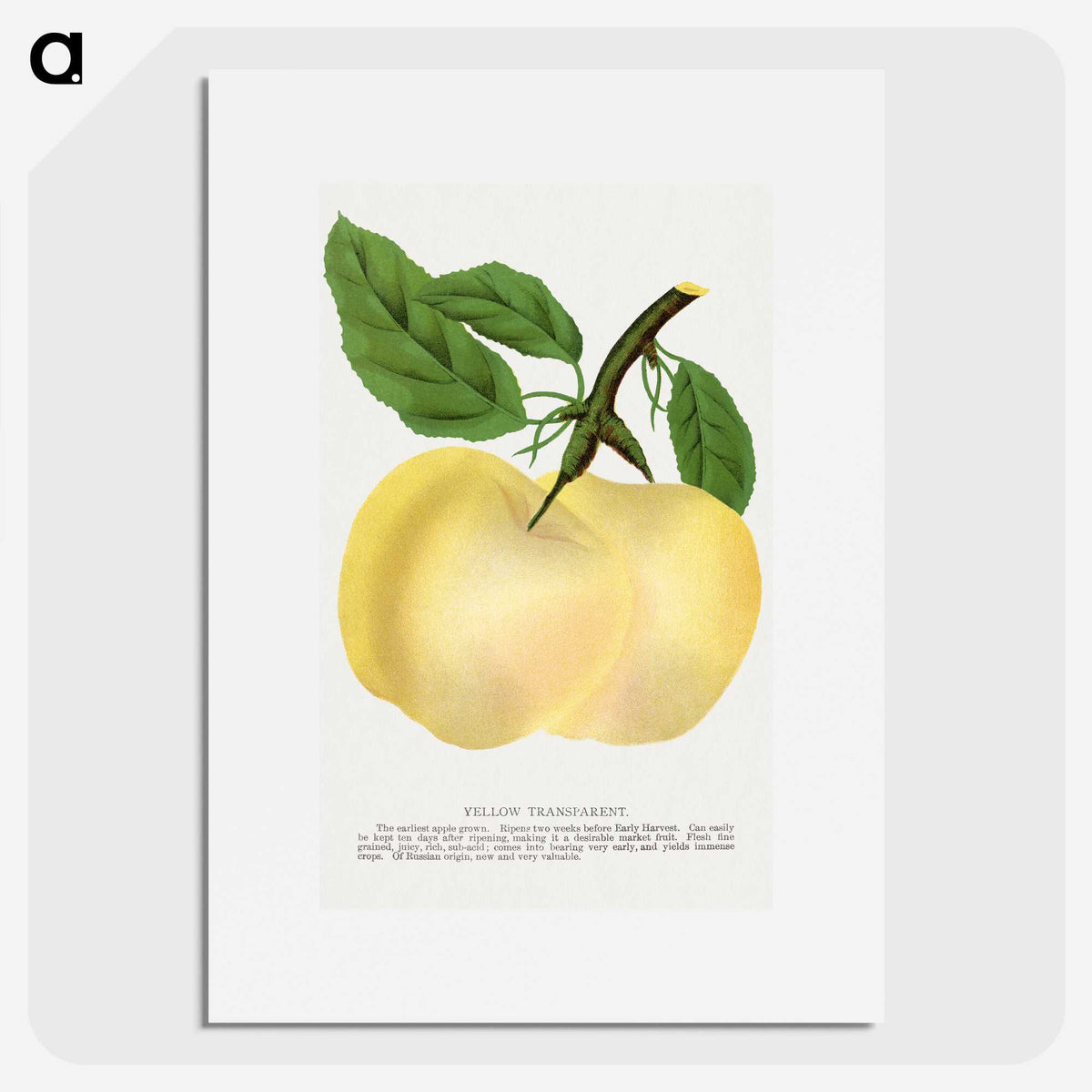 2-5_Botanical-Specimen-Plates_picture