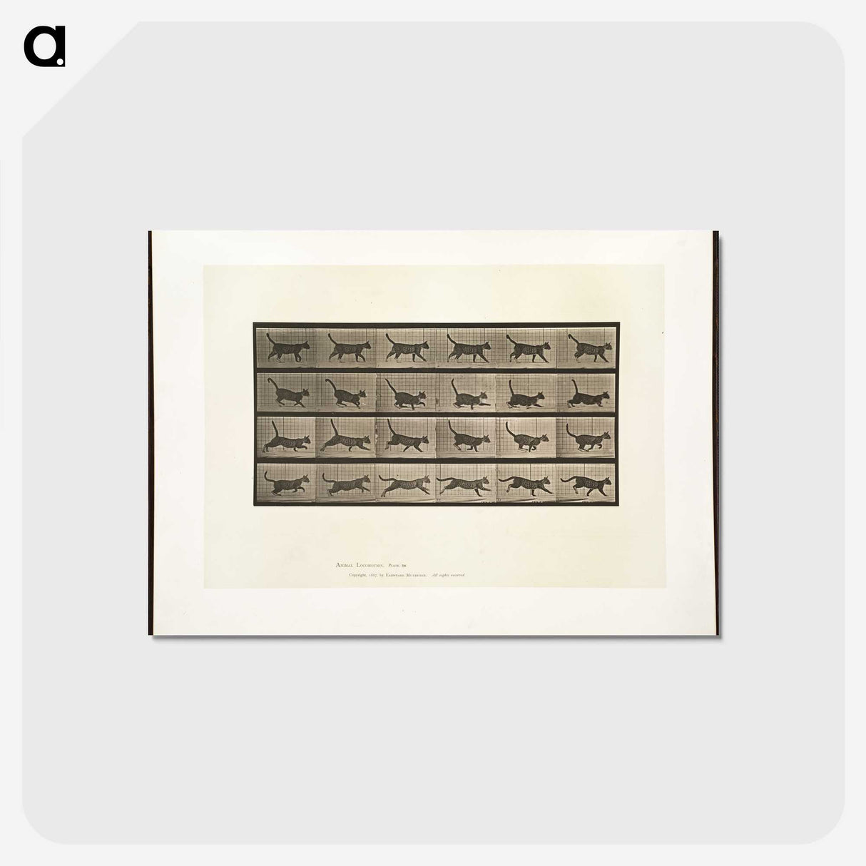 2-5_Eadweard-Muybridge_postcard