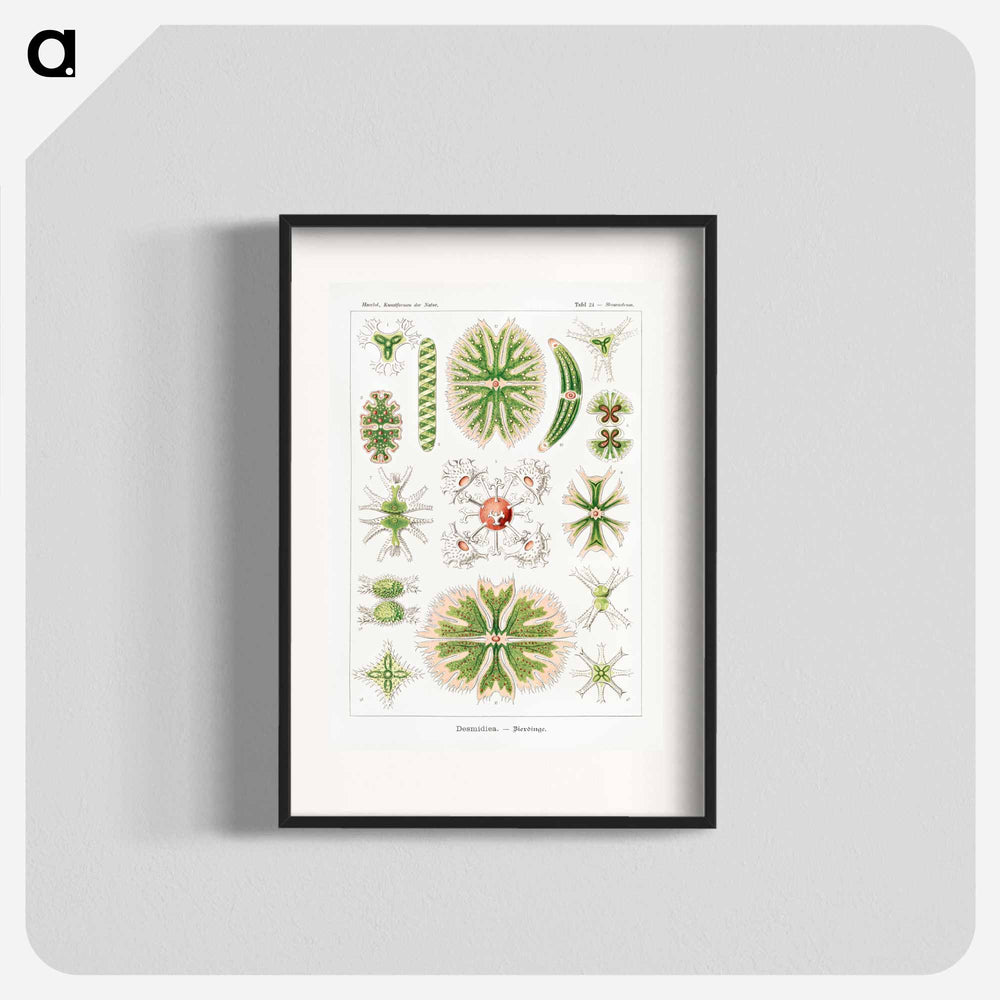 Desmidiea–Bierdinge from Kunstformen der Natur - エルンスト ヘッケル Poster.
