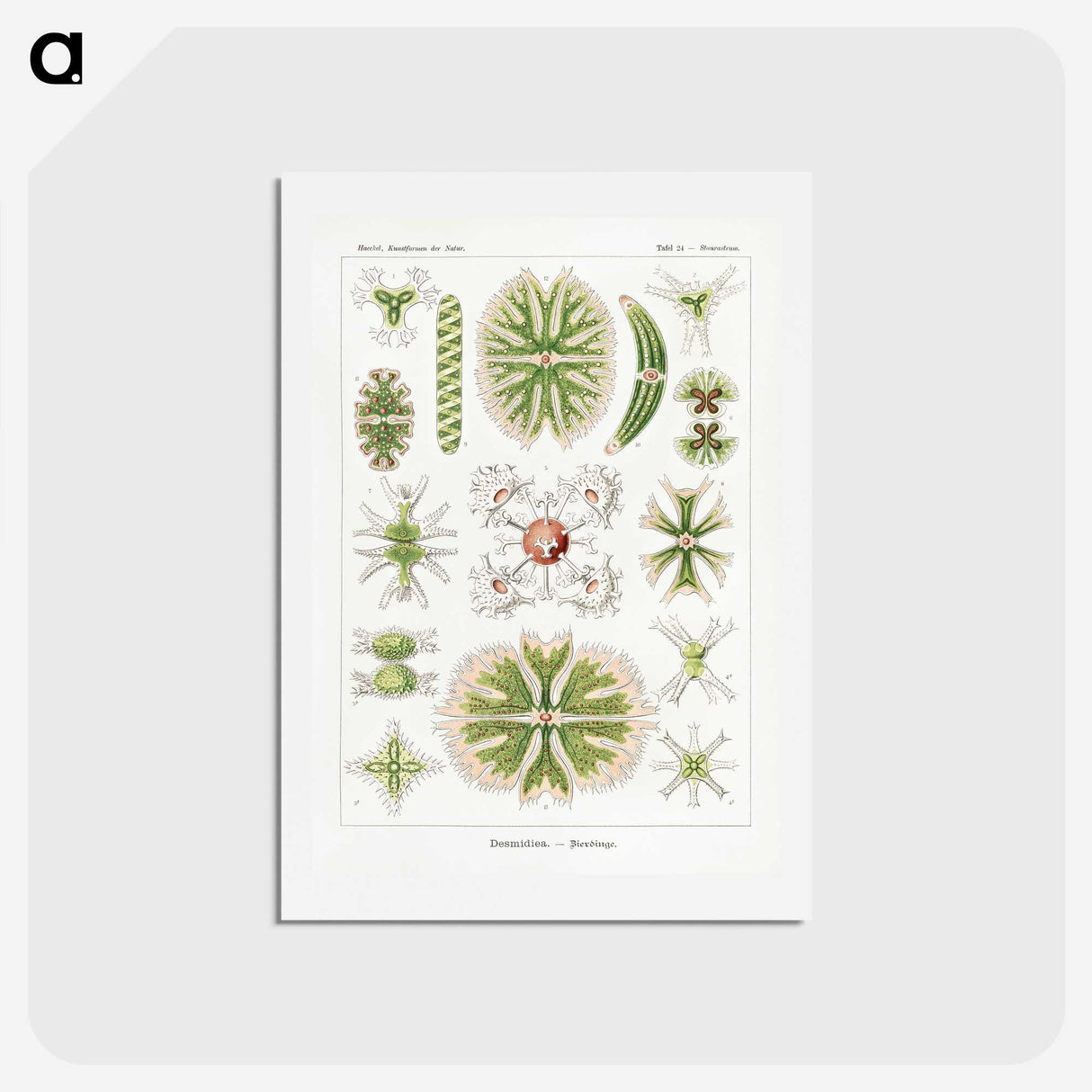 2-5_Ernst-Haeckel_hagaki