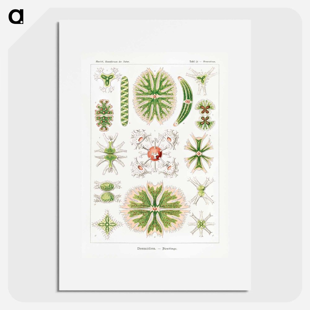 Desmidiea–Bierdinge from Kunstformen der Natur - エルンスト ヘッケル Poster.