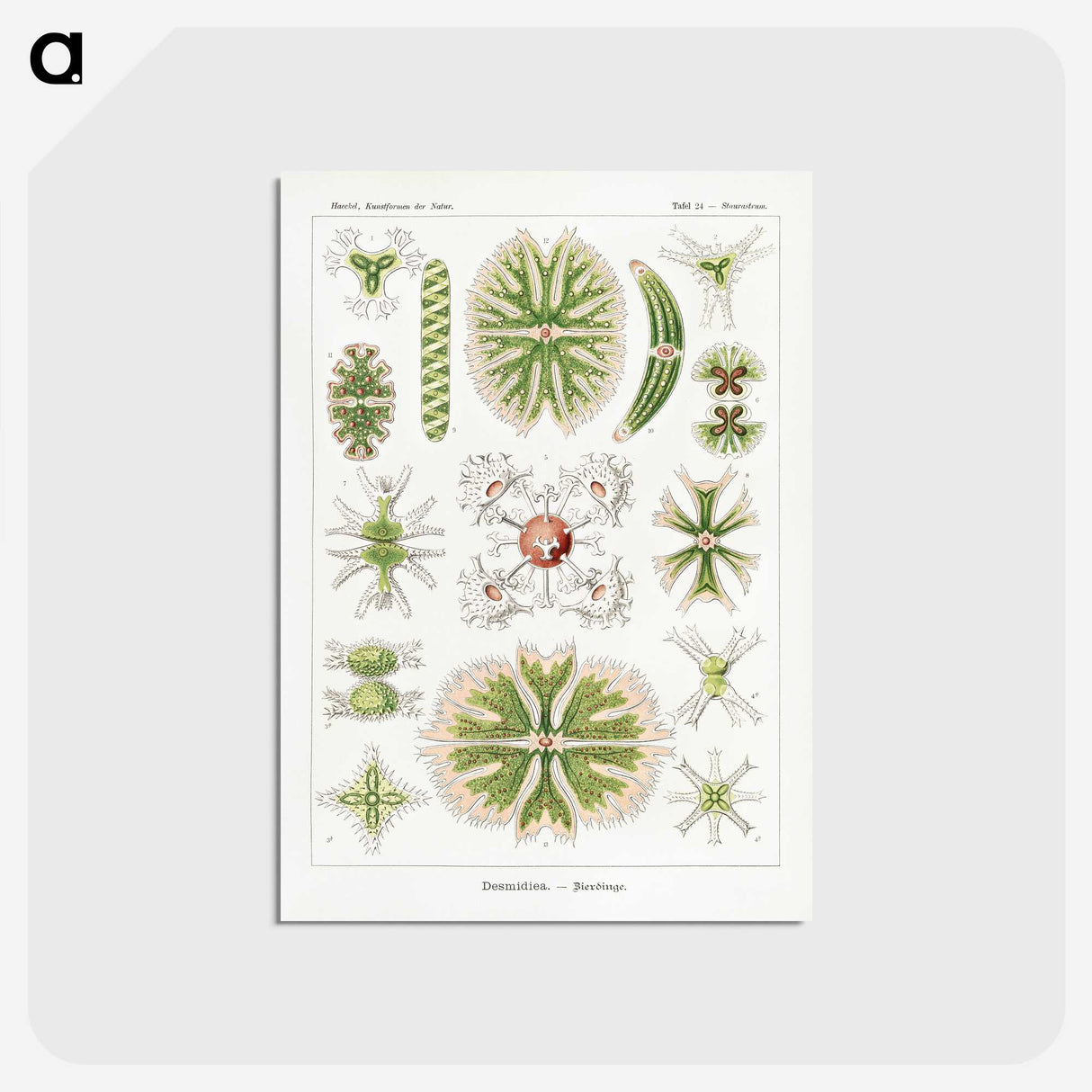 2-5_Ernst-Haeckel_postcard