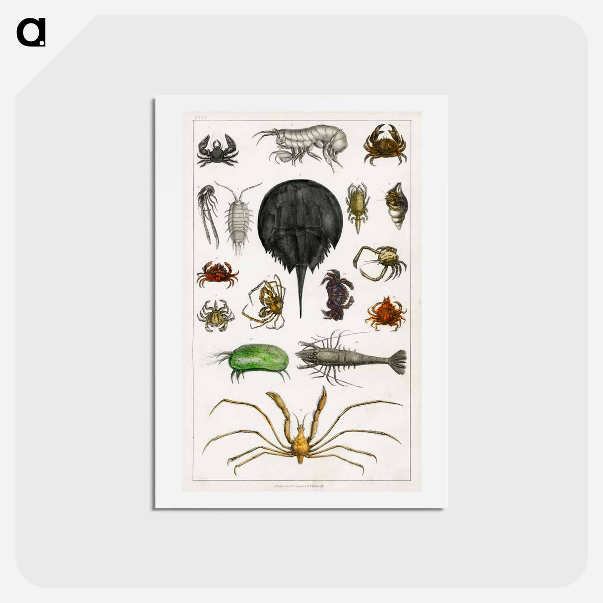 アートポストカード-Arthropods from Goldsmith's Animated Nature
- ゴールドスミスの生き生きとした自然 Postcard.