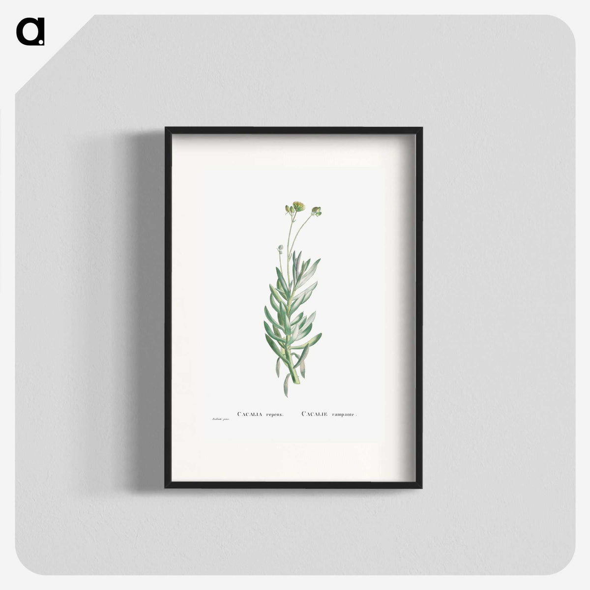 2-5_Histoire-des-Plantes-Grasses_blk