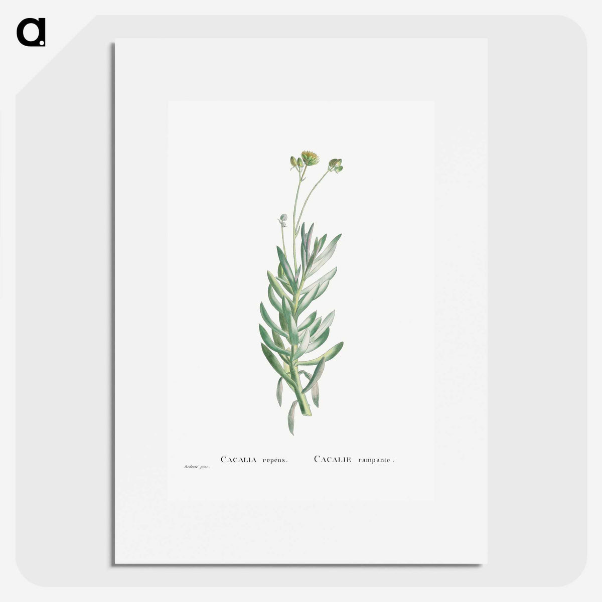 2-5_Histoire-des-Plantes-Grasses_picture